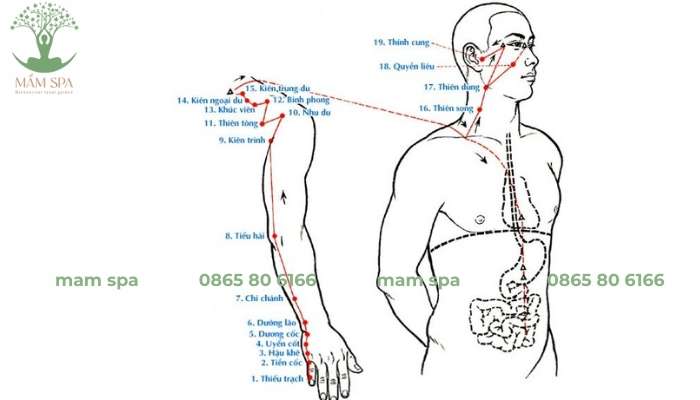 Bắt nguồn từ góc trong của mắt, đi lên trán, vòng qua đỉnh đầu