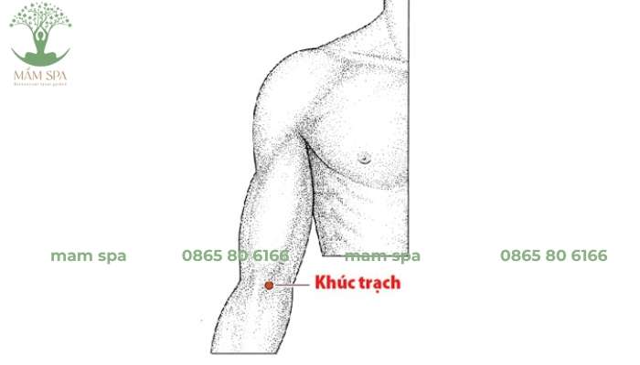 Có tác dụng thanh nhiệt trừ thấp, thông kinh hoạt lạc