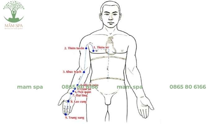 Kinh thủ quyết âm tâm bào (PC) là một trong 12 kinh mạch chính