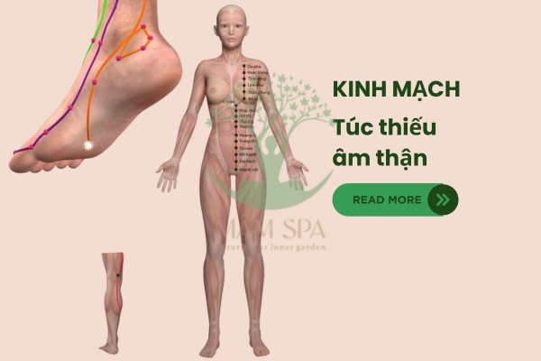 ảnh mô tả kinh túc thiếu âm thận