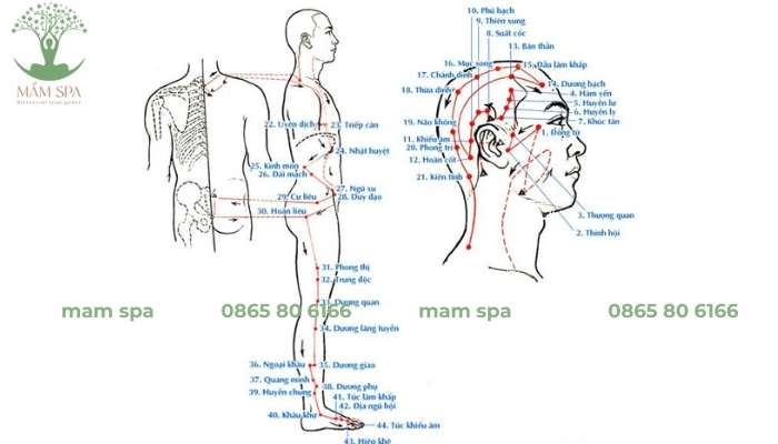 Kinh Túc Thiếu Dương Đởm bắt đầu từ huyệt Đồng Tử Liêu