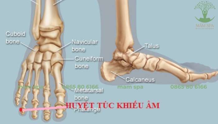 Huyệt vị này cũng là điểm kết thúc của kinh Đởm