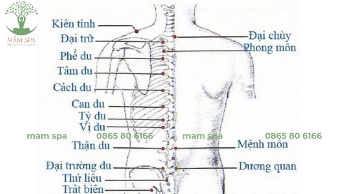 Huyệt Vị Du nằm ở vùng lưng, thuộc kinh Bàng Quang