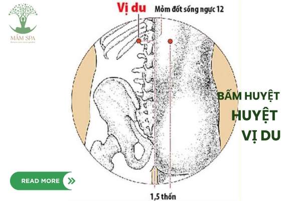 ảnh mô tả huyệt Vị Du