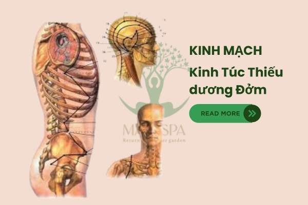 ảnh mô tả kinh túc thiếu dương đởm