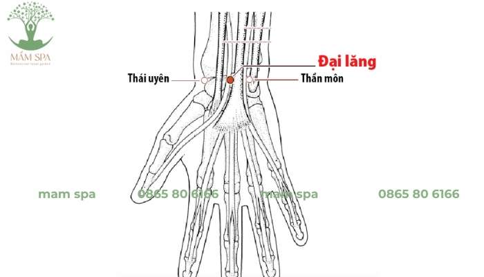 Huyệt này nằm ở vùng lõm giữa hai dãy gân phía sau cổ tay