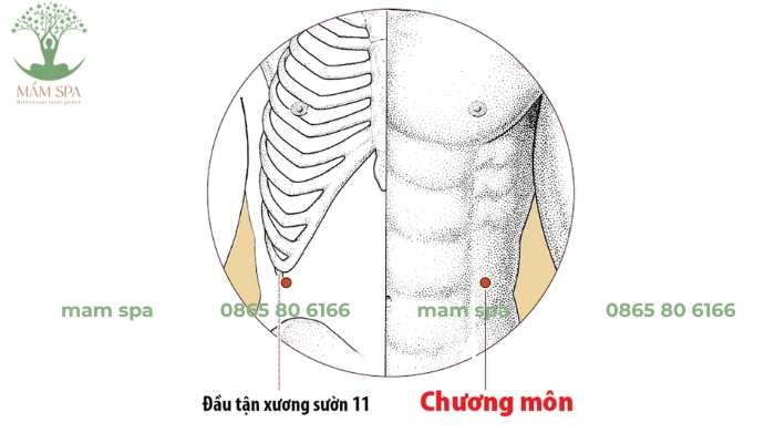 Huyệt Chương Môn là huyệt thứ 13 trên kinh Can (Túc Quyết Âm Can)