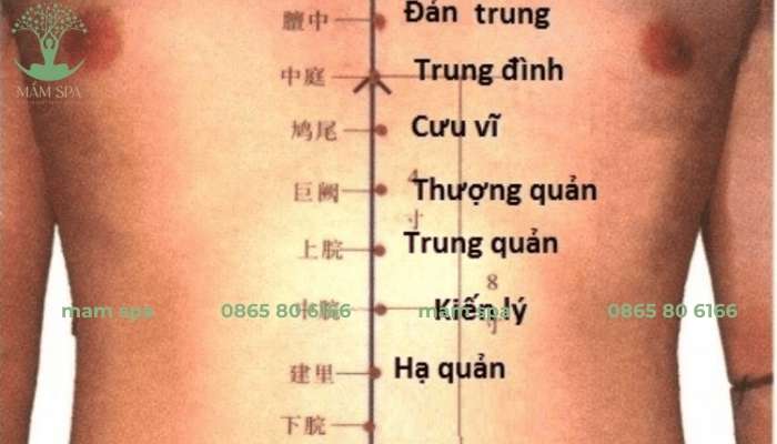 Huyệt Thượng Quản nằm ở vùng bụng trên, ngay trên rốn