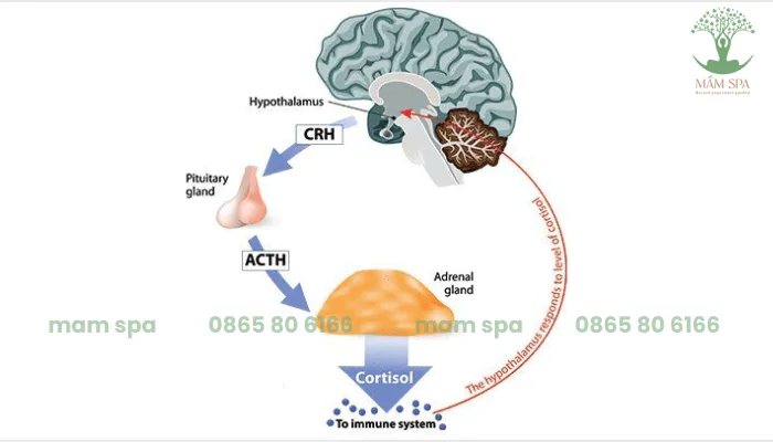 cortisol-la-gi-min.png.webp